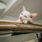 White Kitten on Brown Folded Cardboard Box